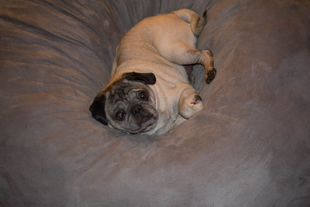 Pug in dog bed