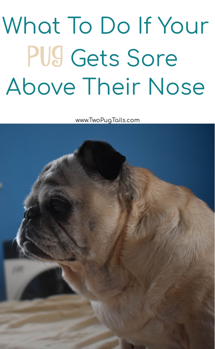 What to do if your pug gets sore above their nose (in their face wrinkle) #pug