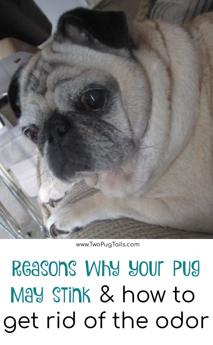 Why pugs stink and how to get rid of the odor