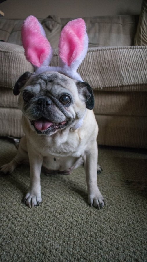 pug wearing bunny rabbit ears