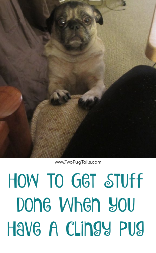 how to get stuff done with a clingy pug who always wants attention