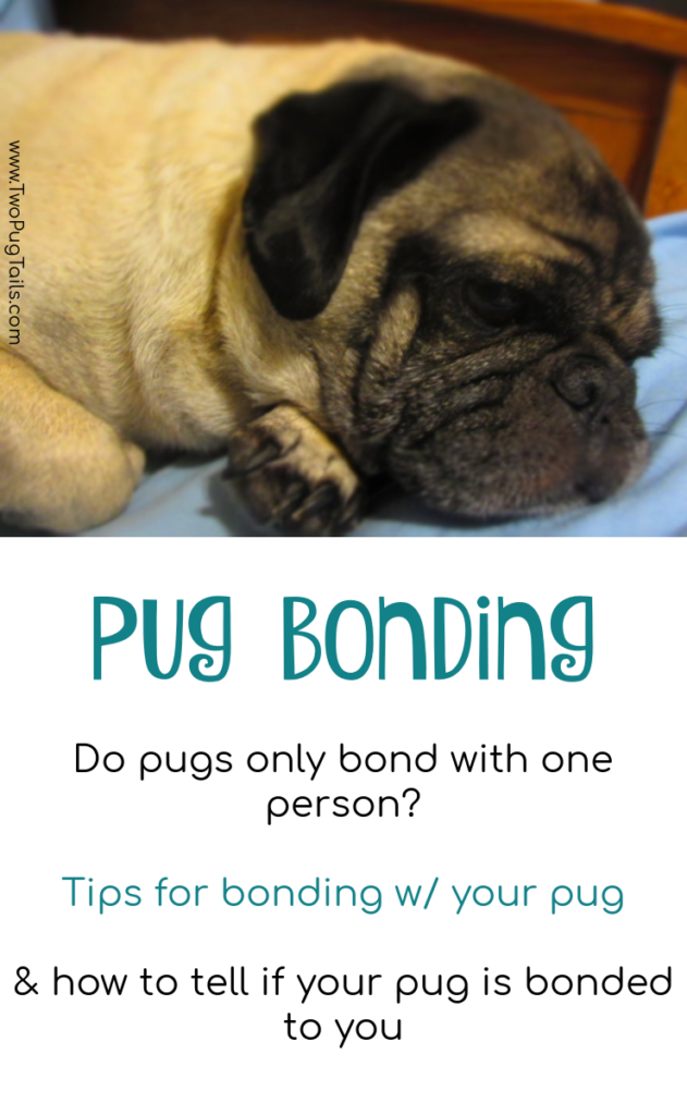 pug bonding - tips to bond with your pug, pug bonding activities, how to tell if your pug has a bond with you