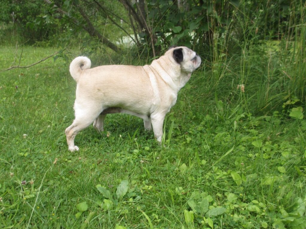 Pug being distant