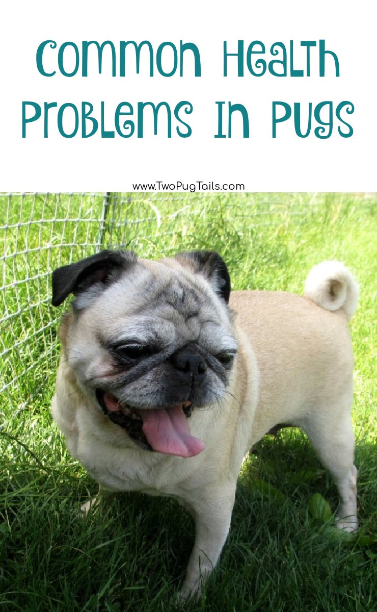 health problems that are more common in pugs. #pugblog 