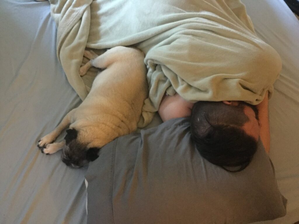 pug sleeping in bed with owner