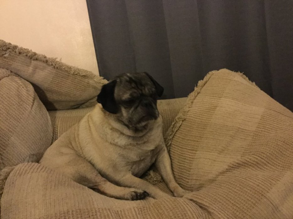 pug can't get comfortable