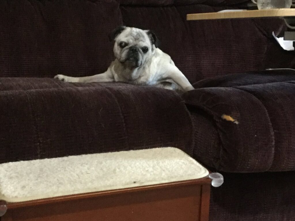 Pug stuck in the couch