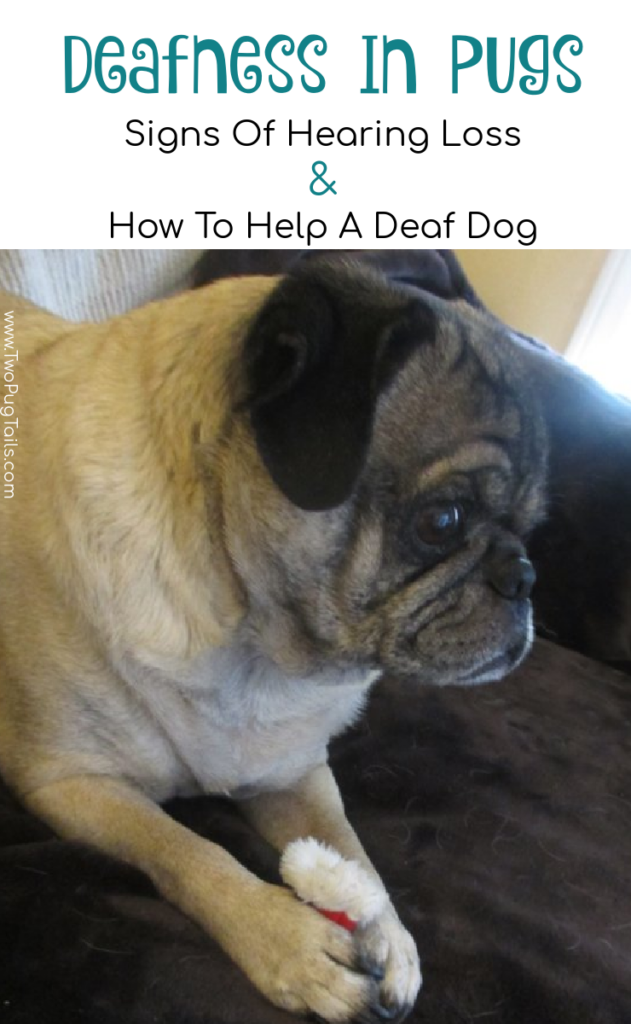 Deafness in pugs. Signs that your pug is going deaf and how to help your pug who has hearing loss or who has gone deaf. 