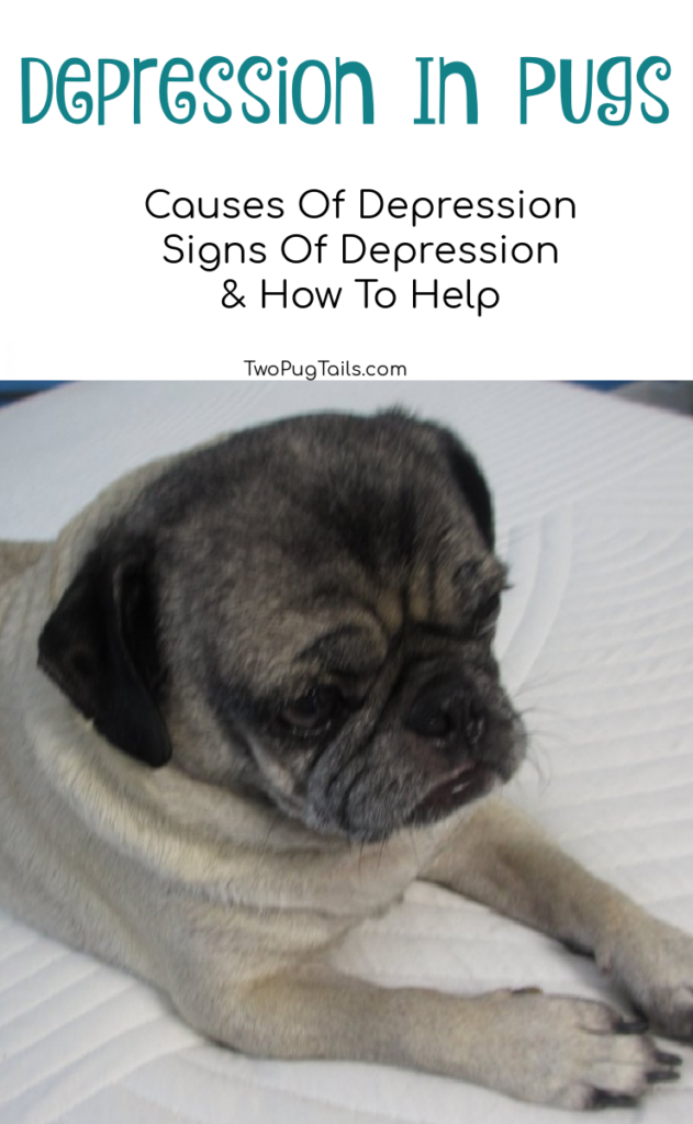 Depression in pugs. Signs of depressed pugs, causes of depression in pugs, how to help a depressed pug. 