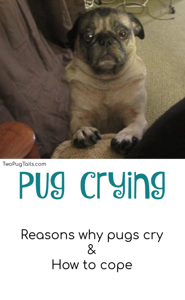 Pug crying - reasons why pugs cry and how to handle it