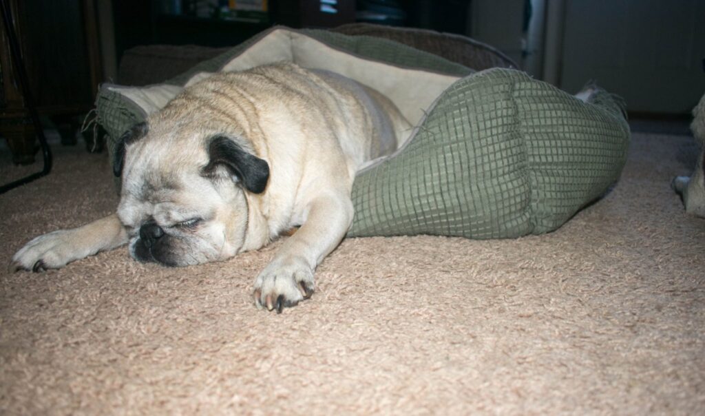 pug sleeping half in half out of dog bed