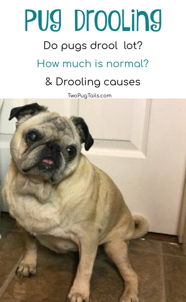 Pug drooling - How much do pugs drool? How much is normal? What causes pugs to drool?