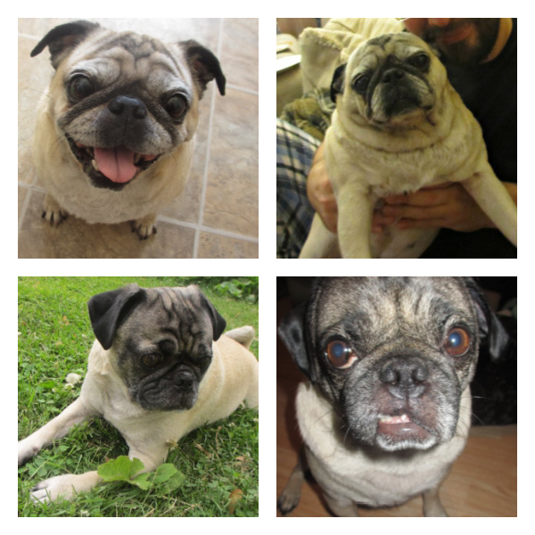 Are pugs cute or ugly?