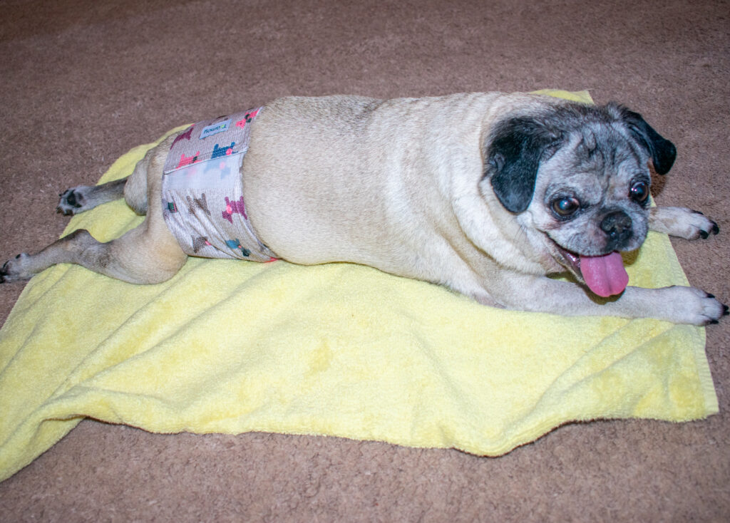 male pug incontinence 
