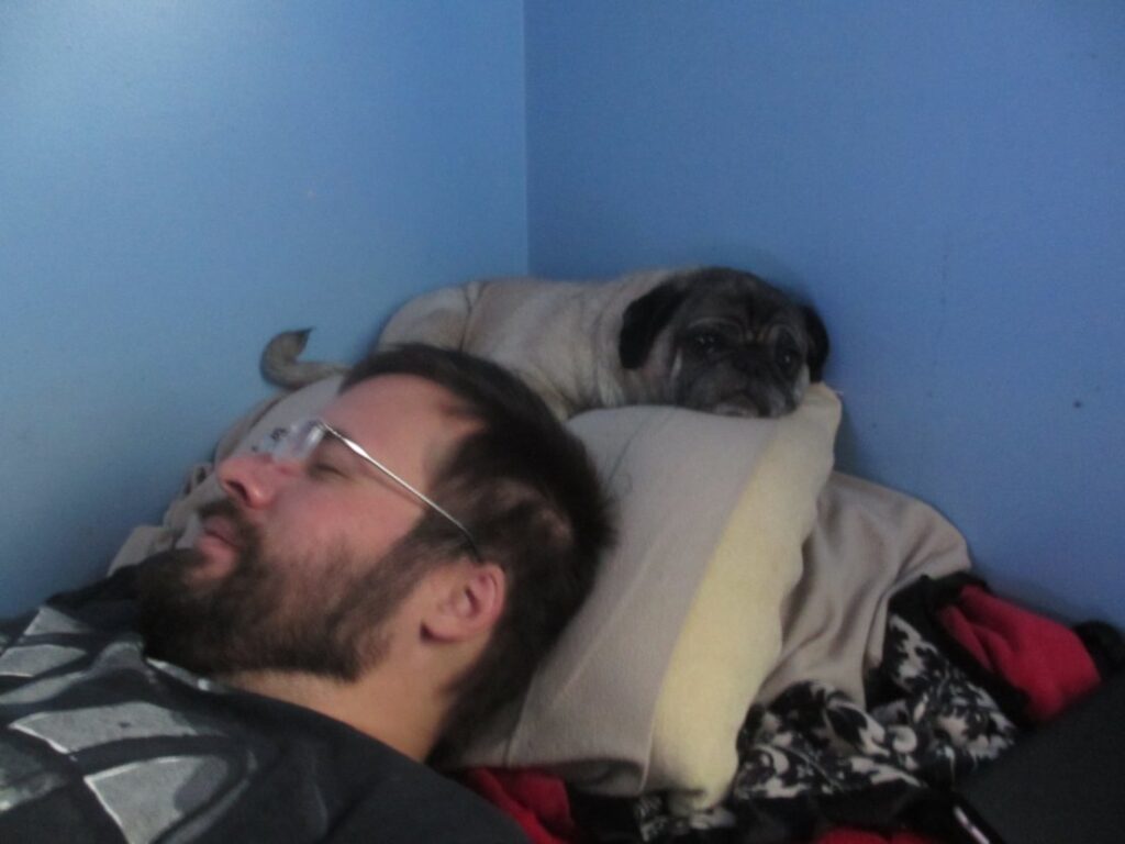 clingy pug on owners pillow