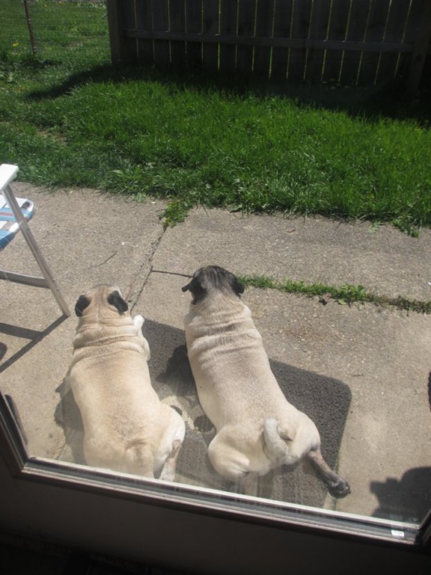 pugs sunbathing