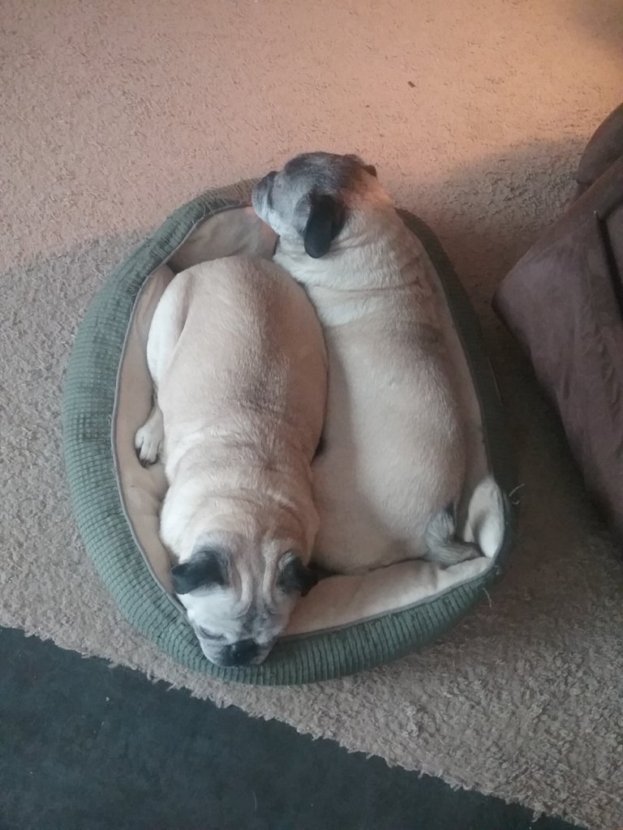 two pugs cuddling each other