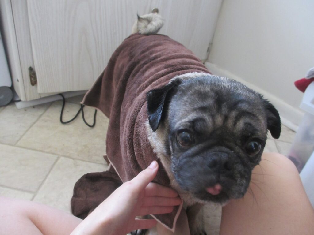 Pug shivering after bath