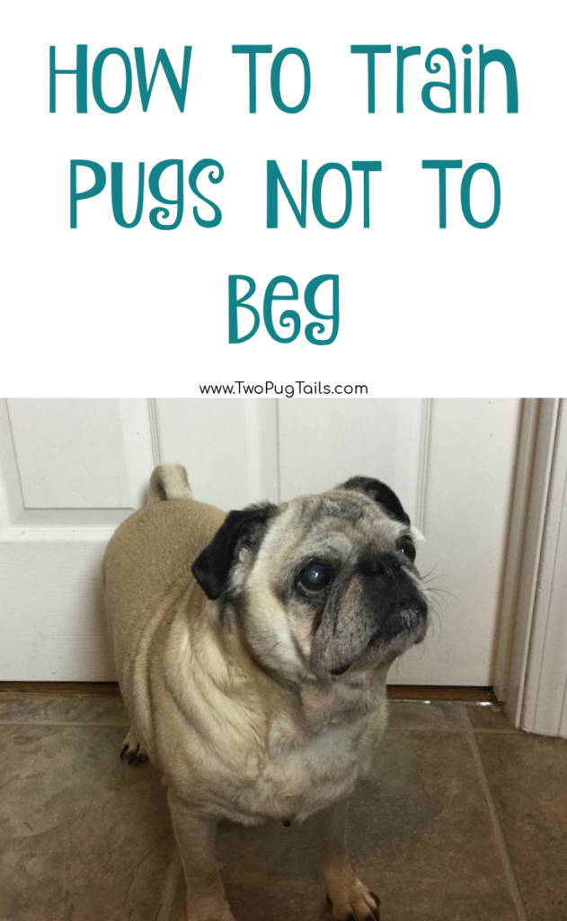 how to train a pug not to beg