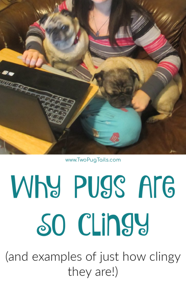 Why are pugs so clingy and examples of how clingy they are