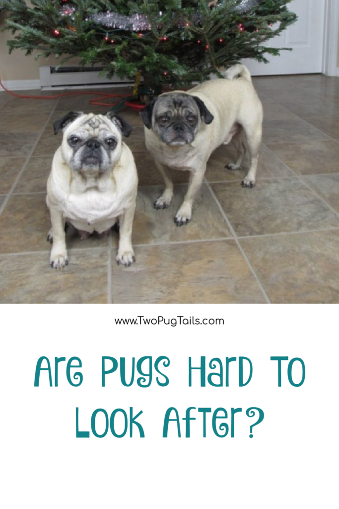 are pugs easy to look after or hard to look after