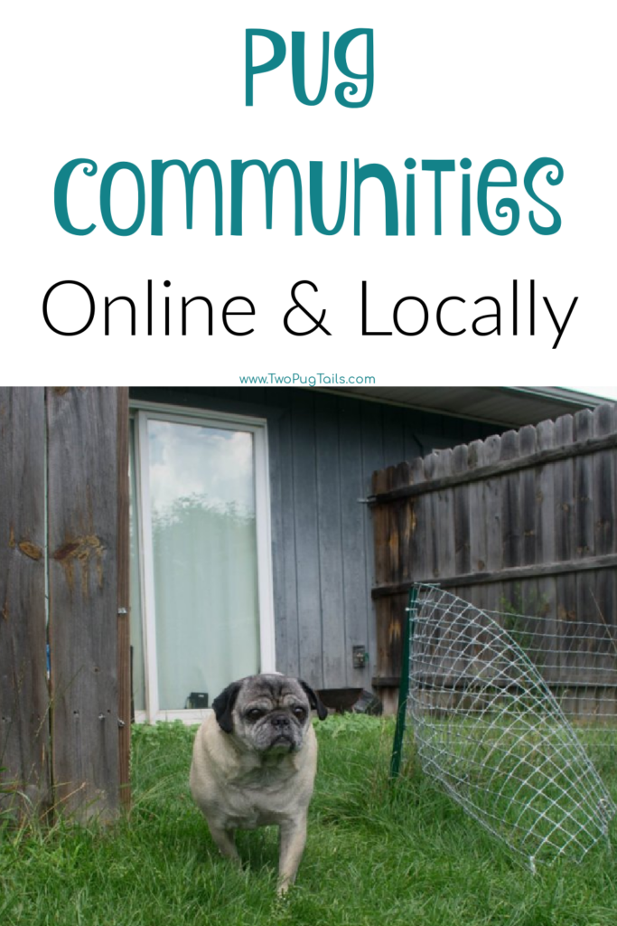 Pug communities online & locally