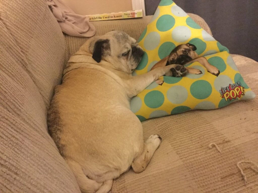 Senior pug sleeping on couch