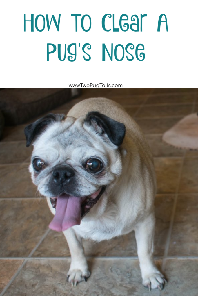 How To Clear A Pug's Nose
