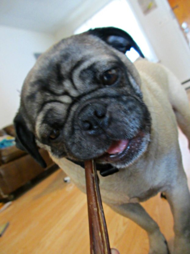 pug eating a bully stick