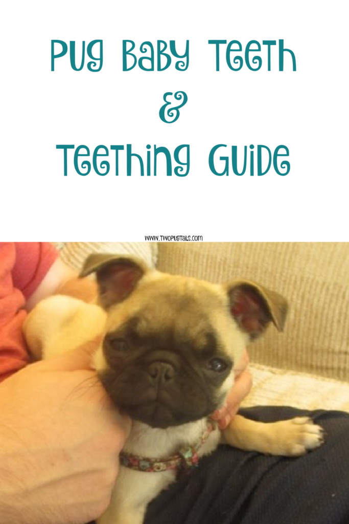 Pug baby teeth and teething guide 