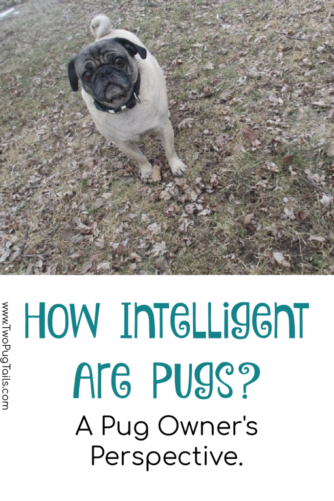 How intelligent are pugs