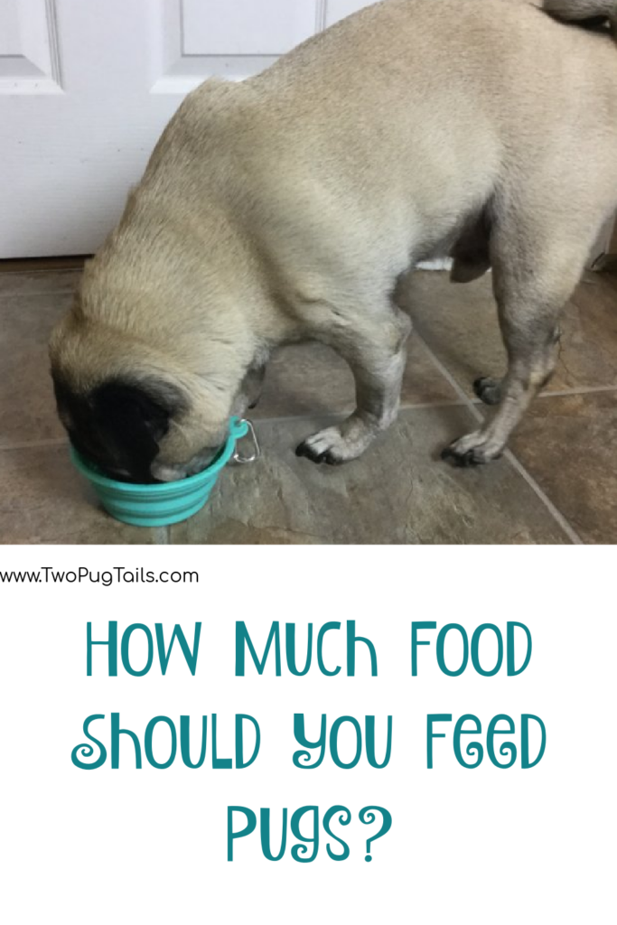 How much food should you give your pug each day
