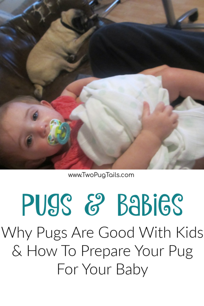 Pugs & babies - how to prepare your pug for your baby, and why pugs are good with kids