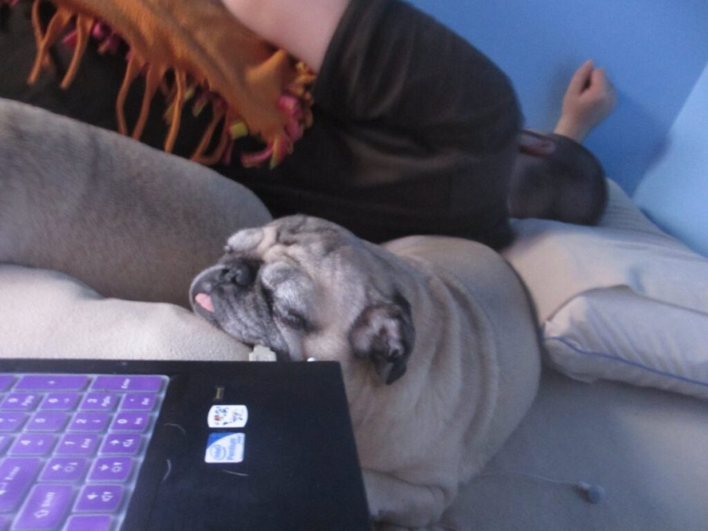 Pug sleeping with laptop