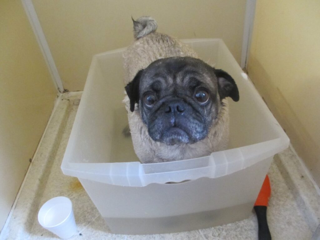 bathing a pug without a bath tub