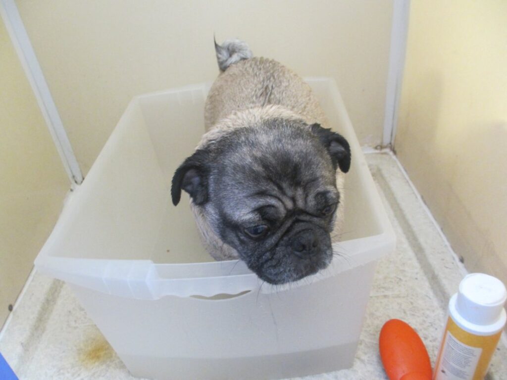 how to bathe a dog without a bathtub