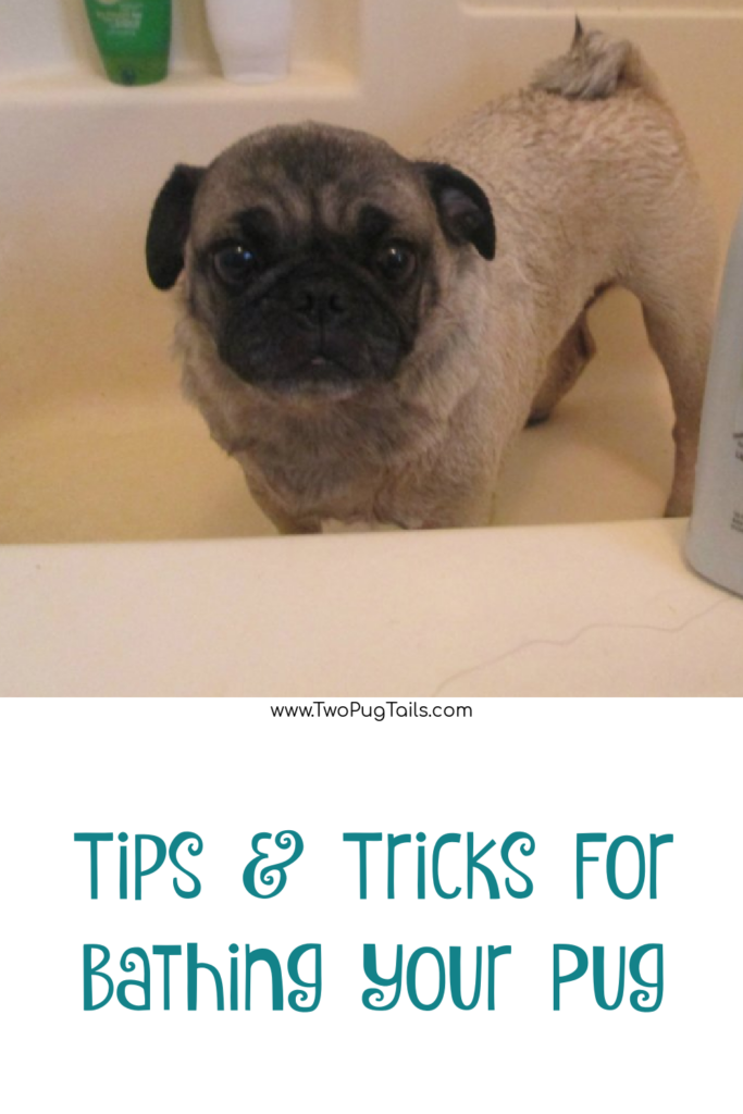 Tips & Tricks for bathing your pug