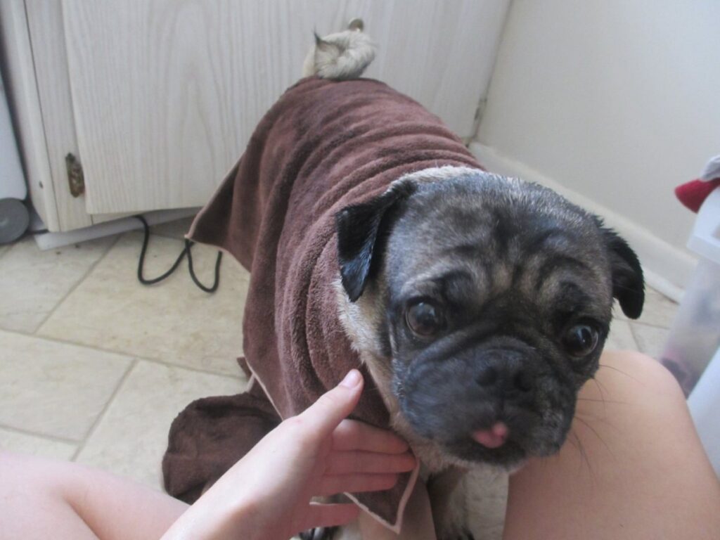 Pug after bath time
