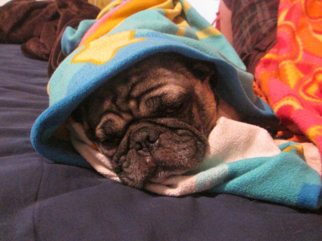 Pug sleeping under a blanket