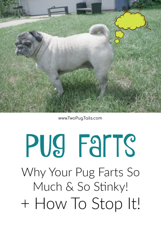 Pug farts - why your pug has bad farts and how to fix it. 