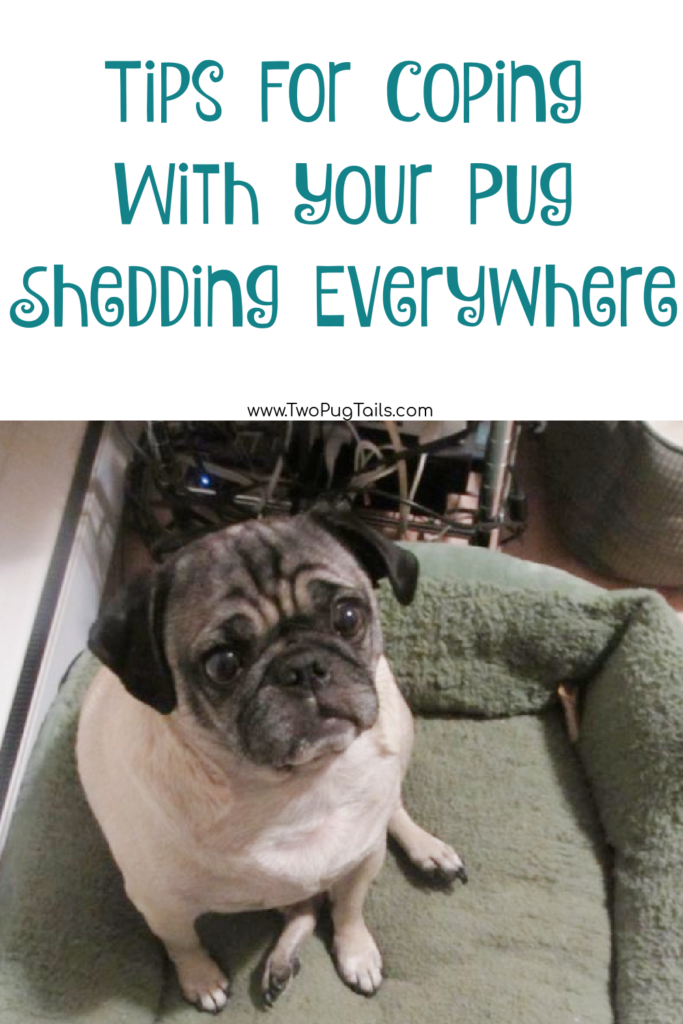 Why pugs shed so much and how to cope with it