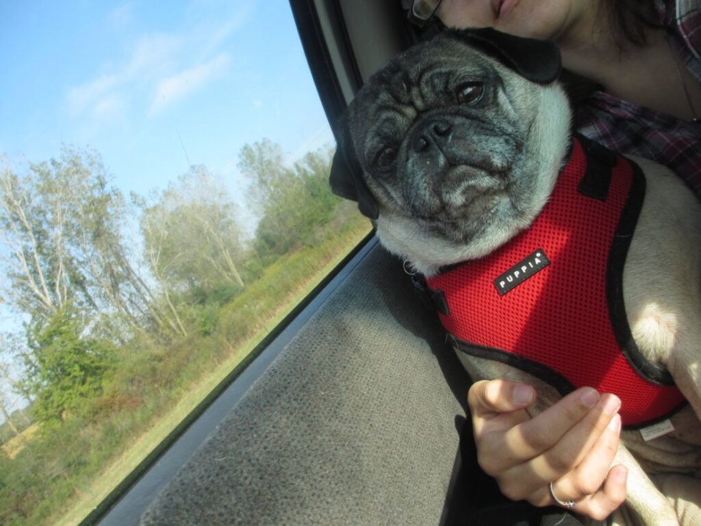 pug on a road trip