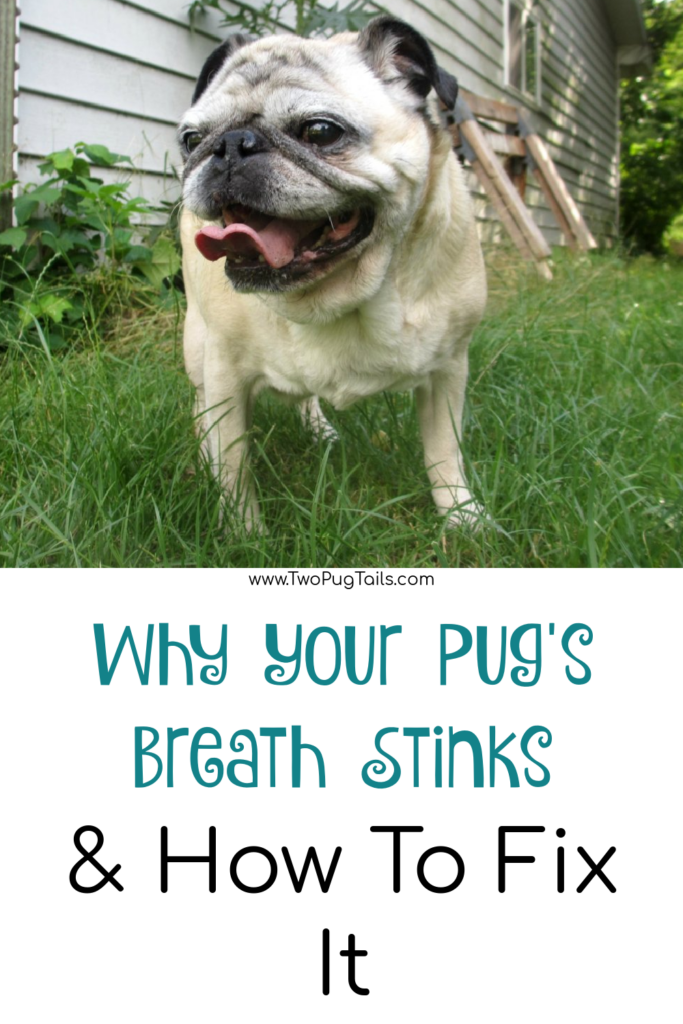 why your pug's breath stinks and how to fix it