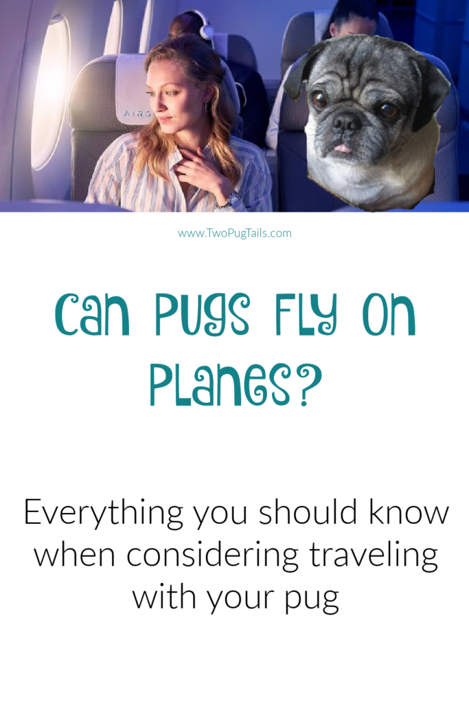 Can pugs fly on planes? What are the risks? Everything you should know about traveling with your pug.