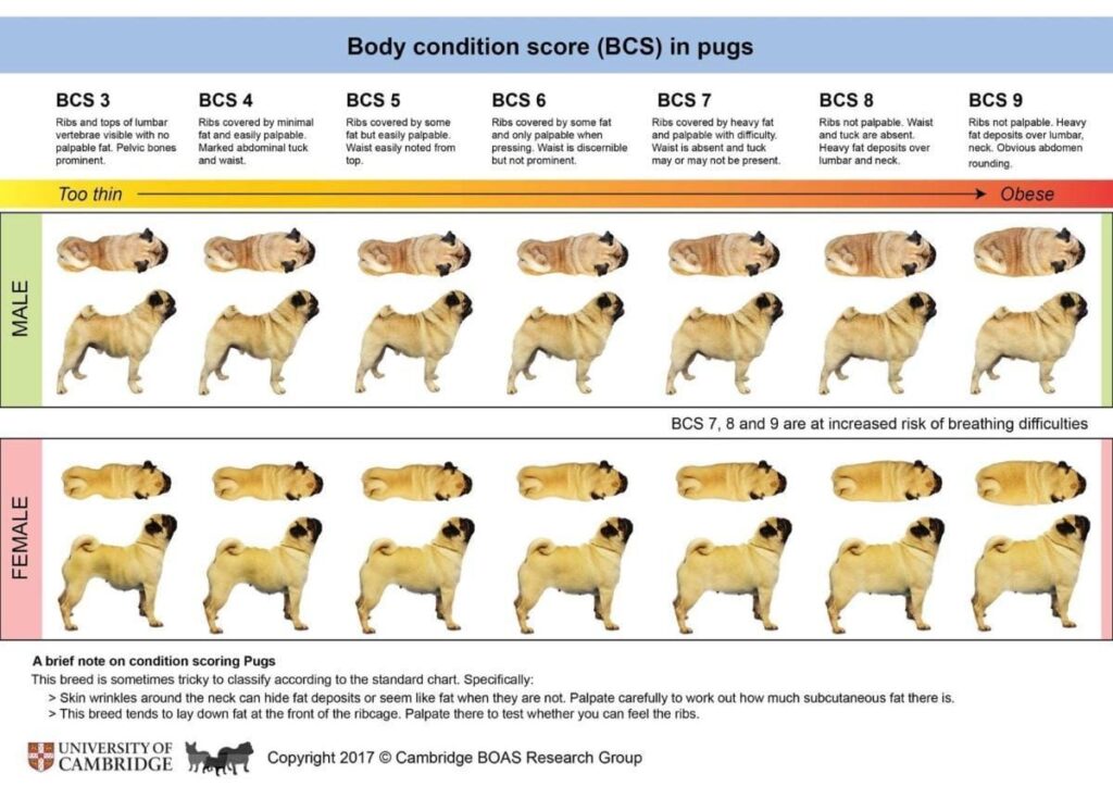 Pug body condition score 