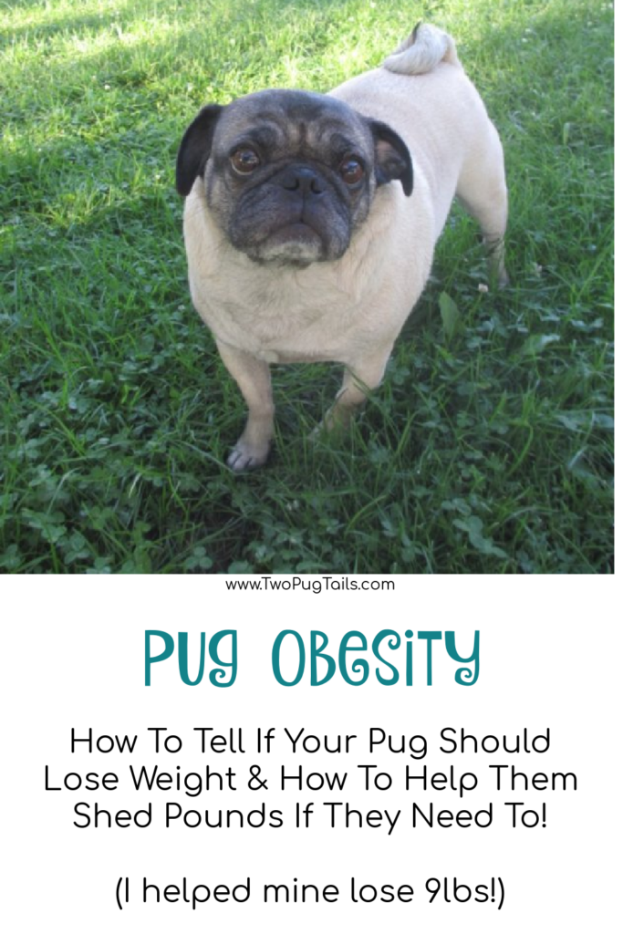 Pug obesity - is your pug overweight? How to tell, and how to help them shed the pounds if they need to. I helped mine lose 9 lbs!