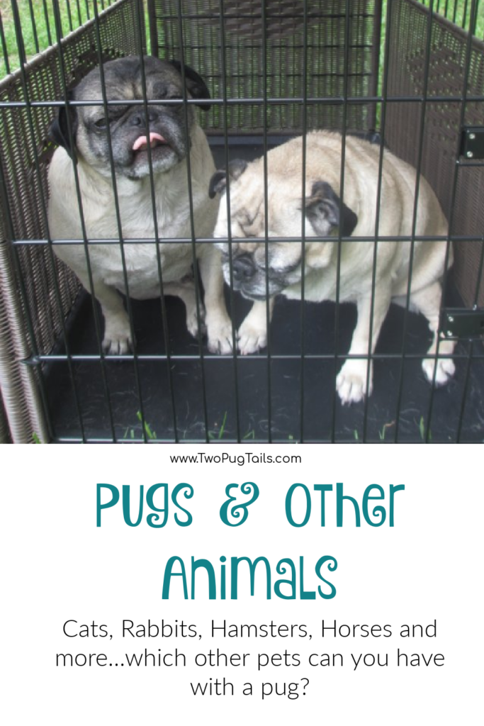 Do pugs do well with other animals? Can you get a kitten, cat, rabbit, a horse? This blog post covers how pugs are likely to respond with different animals. 