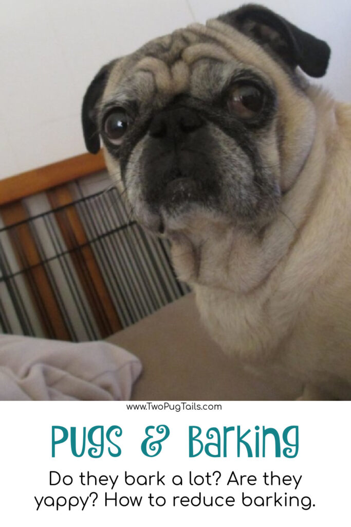 Pugs and barking. Do pugs bark a lot? How can you get your pug to bark less? Are pugs yappy dogs? 