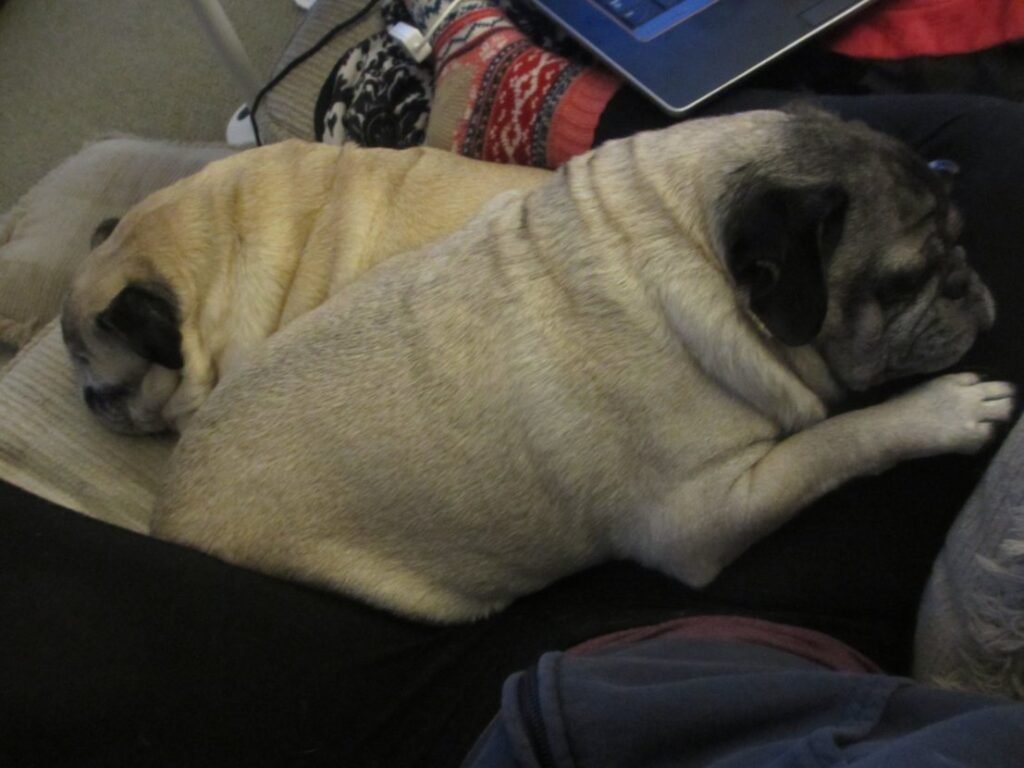 two pugs laying together