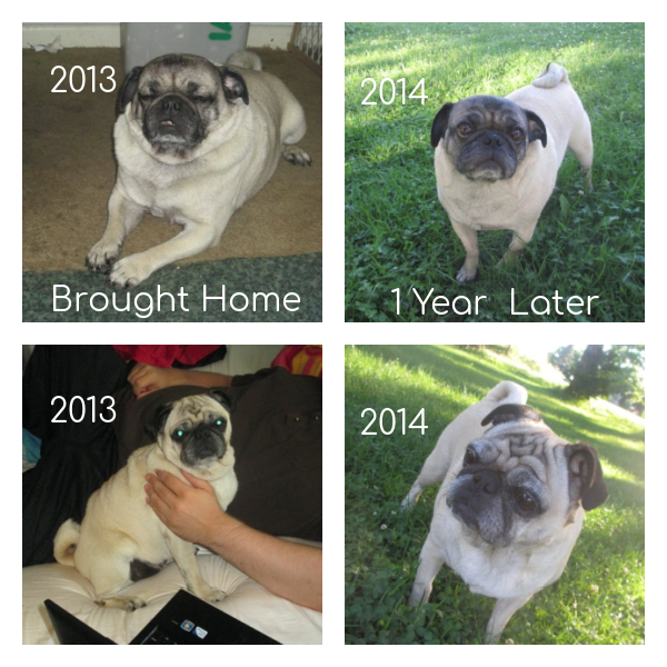pug weight loss experience